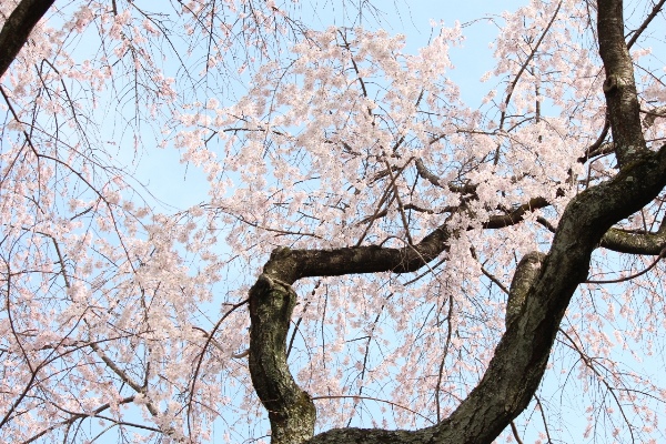 5232-14.3.31祇園しだれ桜　中アップ.jpg